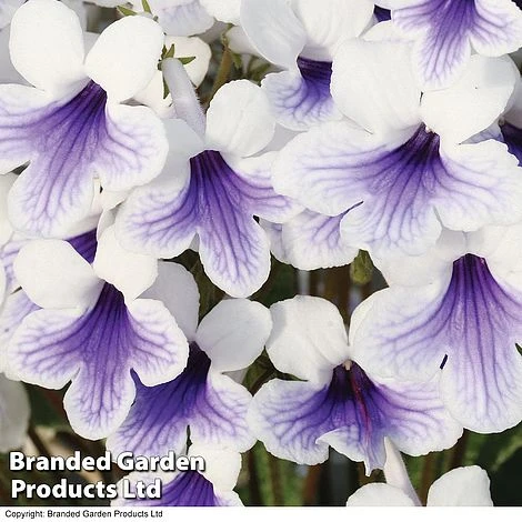 Streptocarpus 'Crystal Ice' 3 Streptocarpus 'Crystal Ice'