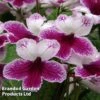 Streptocarpus 'Matilda' -Eden Yard Zone STREP MH9011 A