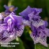 Streptocarpus 'Blue Frills' -Eden Yard Zone STRE BLUEFRILL W45801