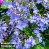 Streptocarpus 'Falling Stars' -Eden Yard Zone STRE FALLINGST W45802
