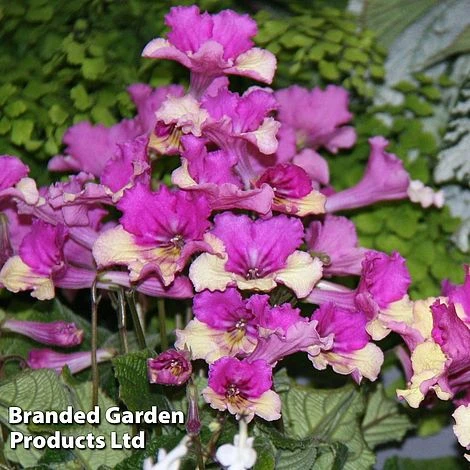 Streptocarpus 'Harlequin Dawn' 3 Streptocarpus 'Harlequin Dawn'
