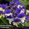 Streptocarpus 'Harlequin Purple' -Eden Yard Zone STRE HARLEQUIN W45070A