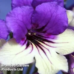 Streptocarpus 'Harlequin Purple' -Eden Yard Zone STRE HARLPURPL WKF1112