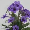 Streptocarpus 'Lucille' -Eden Yard Zone STRE LUCILE S45595
