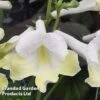 Streptocarpus 'Luna' -Eden Yard Zone STRE LUNA WKF1113