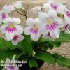 Streptocarpus 'Myfanwy' 2 Streptocarpus 'Myfanwy' -Eden Yard Zone STRE MYFANWY S38603