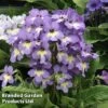 Streptocarpus 'Natalie' -Eden Yard Zone STRE NATALIE S38594