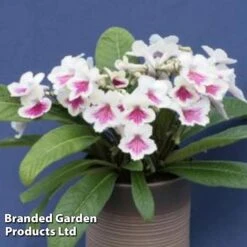 Streptocarpus 'Sioned' -Eden Yard Zone STRE SIONED S38575