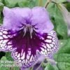 Streptocarpus 'Sphinx' -Eden Yard Zone STRE SPHINX S45593