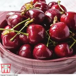 Premium Patio Standard Collection -Eden Yard Zone Stella