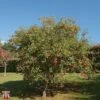 Crab Apple 'Evereste' -Eden Yard Zone T68421 CRAB 1