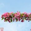 Crab Apple 'Indian Magic' 2 Crab Apple 'Indian Magic' -Eden Yard Zone T68425 CRAB 1