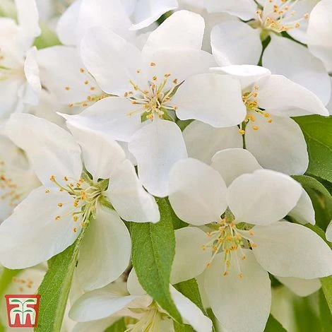 Crab Apple 'Sugar Tyme' 3 Crab Apple 'Sugar Tyme'