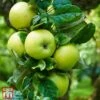 Apple 'Limelight' 1 Apple 'Limelight' -Eden Yard Zone TKA1755 APPL 1