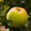 Apple 'Herefordshire Russet' -Eden Yard Zone TKA1839 APPL 1