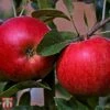 Apple 'Katy' -Eden Yard Zone TKA1845 APPL 1