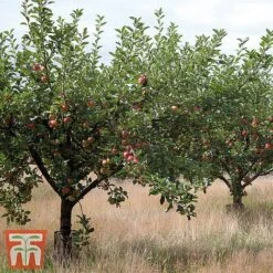 Apple 'Katy' -Eden Yard Zone TKA1845 APPL 2