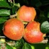 Apple 'Kidd's Orange Red' 1 Apple 'Kidd's Orange Red' -Eden Yard Zone TKA1849 APPL 1
