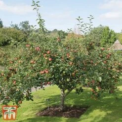 Apple 'Kidd's Orange Red' -Eden Yard Zone TKA1849 APPL 2