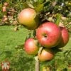 Apple 'Newton Wonder' 2 Apple 'Newton Wonder' -Eden Yard Zone TKA1857 APPL 1