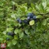 Damson 'Farleigh Damson' -Eden Yard Zone TKA1891 DAMS 1