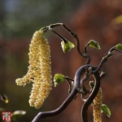 Corylus Avellana 'Twister' -Eden Yard Zone TKA3098 CORY 2
