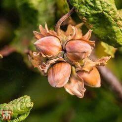 Corylus Avellana 'Twister' -Eden Yard Zone TKA3098 CORY 3