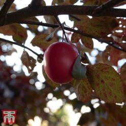 Prunus Cerasifera 'Nigra' -Eden Yard Zone TKA3384 PRUN 2