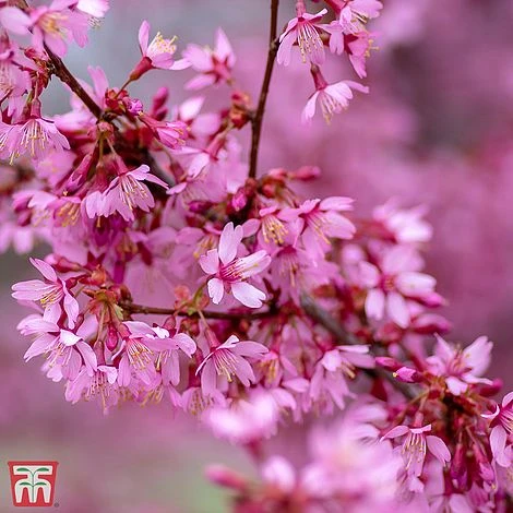 Prunus X Incam 'Okamé' 3 Prunus X Incam 'Okamé'