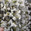 Prunus 'Snow Fountains' -Eden Yard Zone TKA3408 PRUN 1