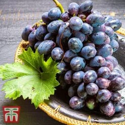 Grape 'Chasselas Doré' -Eden Yard Zone TKA3704 GRAP 2