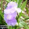 Tradescantia Charlotte -Eden Yard Zone TRAD 64682 A