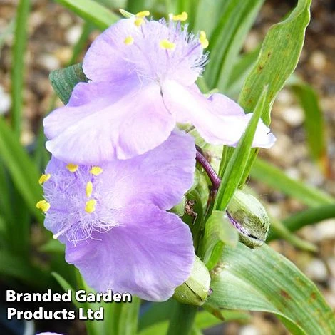 Tradescantia Charlotte 3 Tradescantia Charlotte