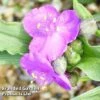 Tradescantia Rubra -Eden Yard Zone TRAD RUBRA S38478