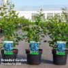 Blueberry 'Bluejay' -Eden Yard Zone VACC BLUEJAY S46106