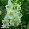 Verbascum Phoeniceum Flush Of White 1 Verbascum Phoeniceum Flush Of White -Eden Yard Zone VERB FLUSHWHIT S38481