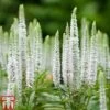 Veronica Spicata 'Snow Candles' -Eden Yard Zone VERO KB0133 A