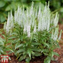 Veronica Spicata 'Snow Candles' -Eden Yard Zone VERO KB0133 B