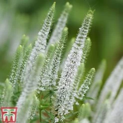 Veronica Spicata 'Snow Candles' -Eden Yard Zone VERO KB0133 C
