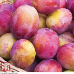 Premium Patio Standard Collection -Eden Yard Zone Victoria