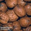 Walnut (Juglans) 'Buccaneer' -Eden Yard Zone WALN BUCCANEER S42571 KB2608