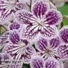 Streptocarpus 'Polka Dot Purple' -Eden Yard Zone WEBSTREPTO1