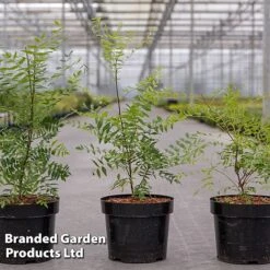 Eden Yard Zone -Eden Yard Zone XANT SORBIFOLI S46153