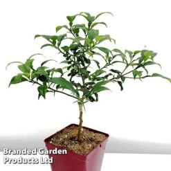 Yuzu Citrus Plant -Eden Yard Zone YUZU KC5366 B1