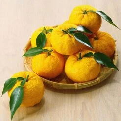 Yuzu Citrus Plant -Eden Yard Zone YUZU KC5366 NOW1