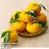 Yuzu Citrus Plant -Eden Yard Zone YUZU KC53661