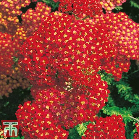 Achillea Millefolium 'Paprika' 3 Achillea Millefolium 'Paprika'