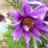 Pulsatilla Vulgaris Subsp. Grandis 'Papageno' -Eden Yard Zone anem