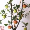 Apple Duo Patio Fruit Trees -Eden Yard Zone apple duo