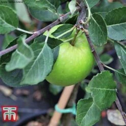 Apple Duo Patio Fruit Trees -Eden Yard Zone apple duo c